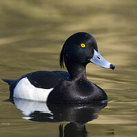 Buy canvas prints of Tufted Duck by Arterra 