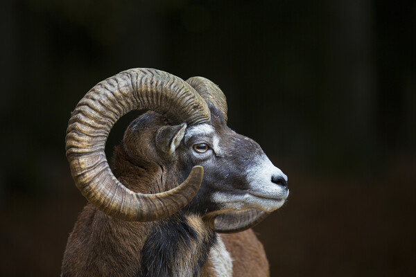 European Mouflon Picture Board by Arterra 