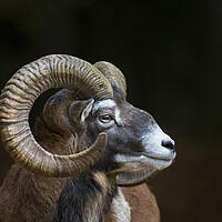 Buy canvas prints of European Mouflon by Arterra 