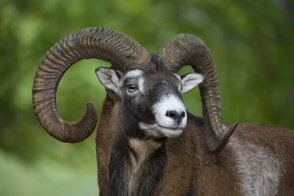 European Mouflon Ram Picture Board by Arterra 