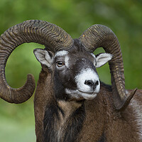 Buy canvas prints of European Mouflon Ram by Arterra 