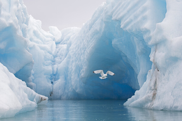 Black-Legged Kittiwake and Iceberg Picture Board by Arterra 