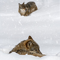 Buy canvas prints of Two Wolves in the Snow in Winter by Arterra 
