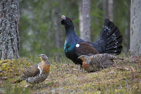 Western Capercaillie Cock and Hens Picture Board by Arterra 
