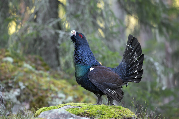 Western Capercaillie in Forest Picture Board by Arterra 