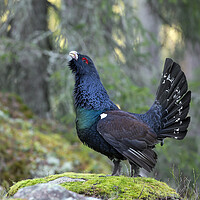 Buy canvas prints of Western Capercaillie in Forest by Arterra 