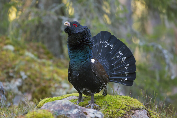 Western Capercaillie Cock Picture Board by Arterra 