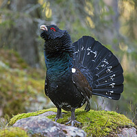 Buy canvas prints of Western Capercaillie Cock by Arterra 