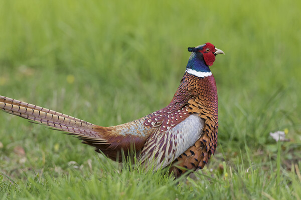 Ring-Necked Pheasant Picture Board by Arterra 