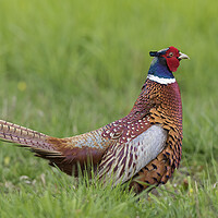 Buy canvas prints of Ring-Necked Pheasant by Arterra 