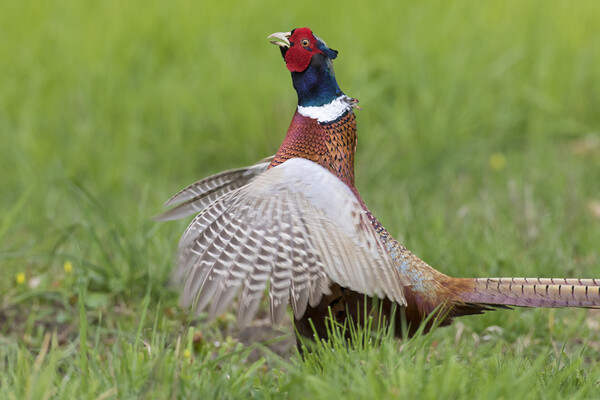 Common Pheasant Courting in Meadow Picture Board by Arterra 