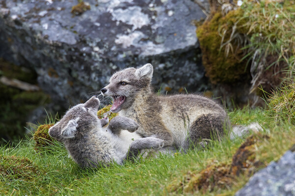 Two Arctic Fox Kits Playing Picture Board by Arterra 