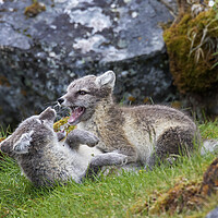 Buy canvas prints of Two Arctic Fox Kits Playing by Arterra 