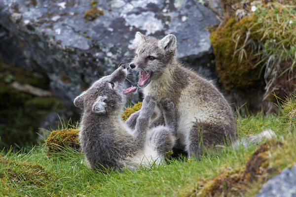Two Arctic Fox Cubs Playing Picture Board by Arterra 