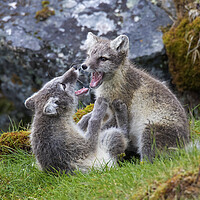 Buy canvas prints of Two Arctic Fox Cubs Playing by Arterra 