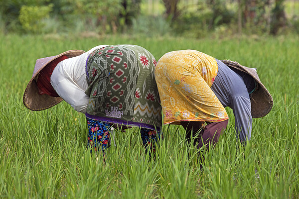 Two Indonesian Women Working in Rice Field Picture Board by Arterra 