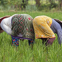 Buy canvas prints of Two Indonesian Women Working in Rice Field by Arterra 