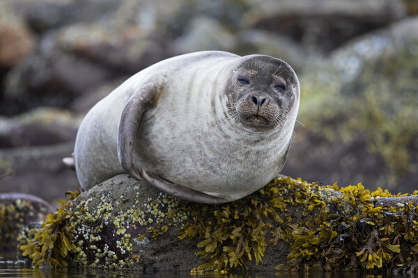 Common Seal on Rock Picture Board by Arterra 