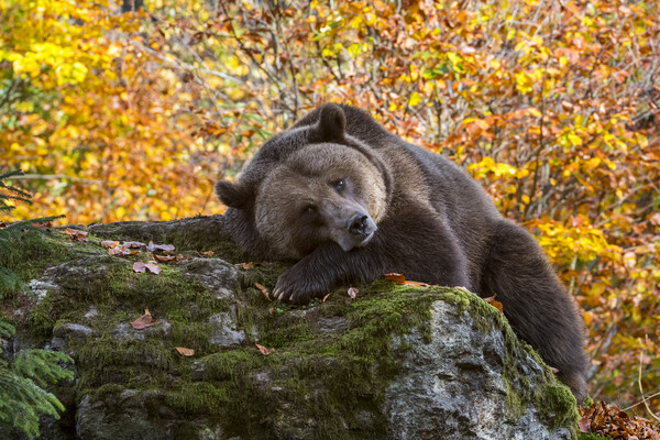 European Brown Bear in Autumn Forest Picture Board by Arterra 