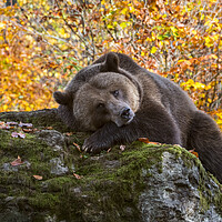 Buy canvas prints of European Brown Bear in Autumn Forest by Arterra 