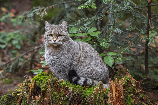 European Wild Cat in Forest Picture Board by Arterra 