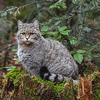 Buy canvas prints of European Wild Cat in Forest by Arterra 
