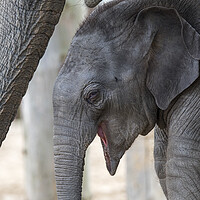 Buy canvas prints of Laughing Elephant Calf by Arterra 
