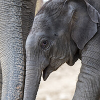 Buy canvas prints of Asian Baby Elephant by Arterra 