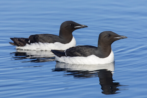 Two Thick-Billed Murres at Sea Picture Board by Arterra 