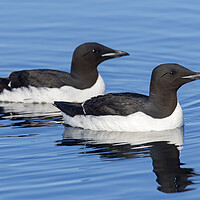 Buy canvas prints of Two Thick-Billed Murres at Sea by Arterra 