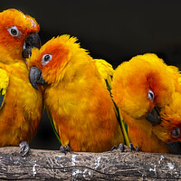 Buy canvas prints of Sun Parakeets Grooming by Arterra 