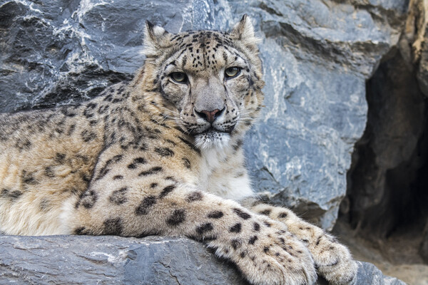 Snow Leopard Resting in Rock Face Picture Board by Arterra 