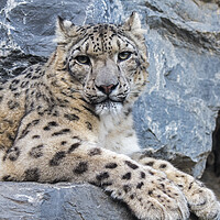 Buy canvas prints of Snow Leopard Resting in Rock Face by Arterra 