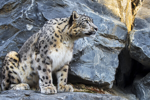 Snow Leopard on Rock Ledge Picture Board by Arterra 