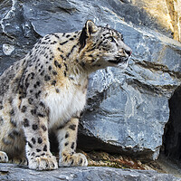 Buy canvas prints of Snow Leopard on Rock Ledge by Arterra 