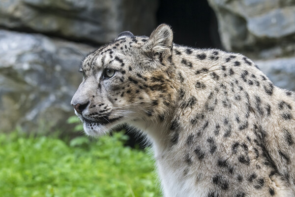 Snow Leopard Portrait Picture Board by Arterra 