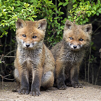 Buy canvas prints of Two Cute Red Fox Cubs by Arterra 