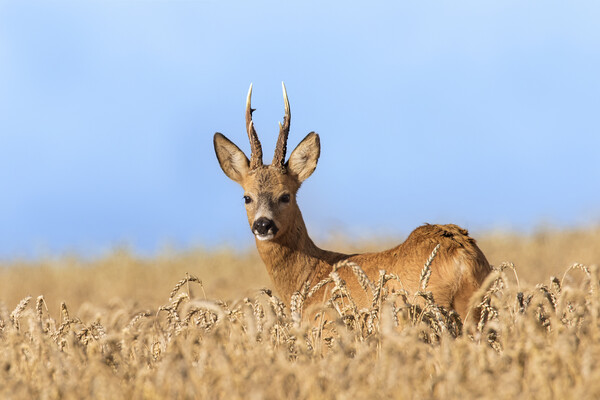 Roe Deer Buck in Cornfield Picture Board by Arterra 