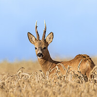 Buy canvas prints of Roe Deer Buck in Cornfield by Arterra 
