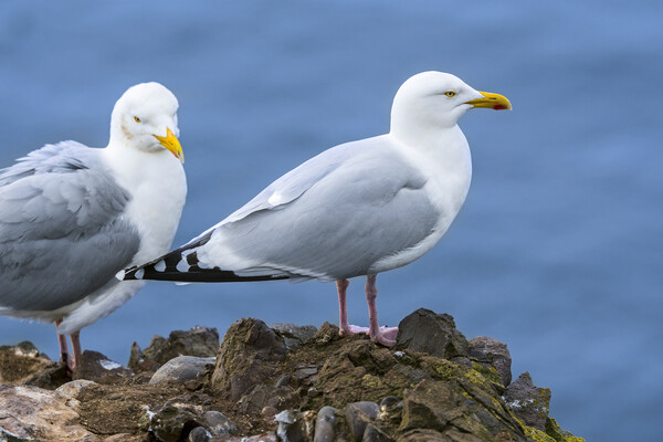 Two Herring Gulls Picture Board by Arterra 
