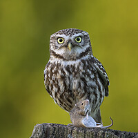 Buy canvas prints of Little Owl with Mouse by Arterra 
