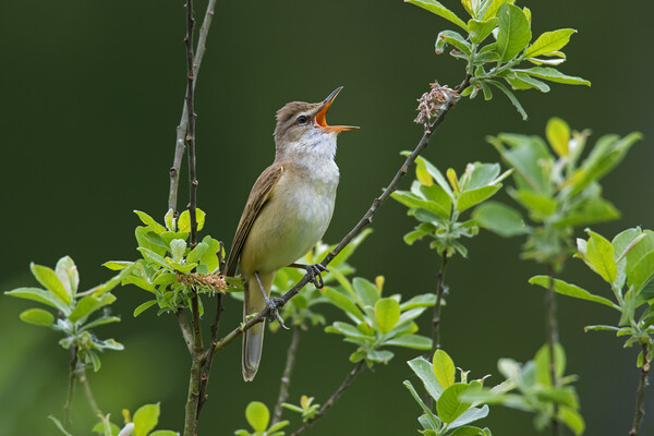 Great Reed Warbler Singing Picture Board by Arterra 
