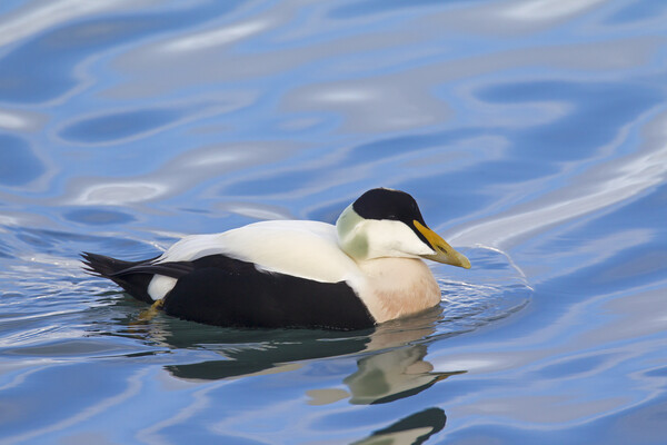 Common Eider Picture Board by Arterra 