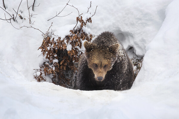 Young Brown Bear Leaving Winter Den Picture Board by Arterra 