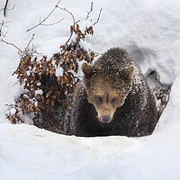 Buy canvas prints of Young Brown Bear Leaving Winter Den by Arterra 