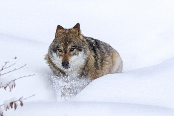 Grey Wolf in Winter Picture Board by Arterra 