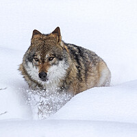 Buy canvas prints of Grey Wolf in Winter by Arterra 