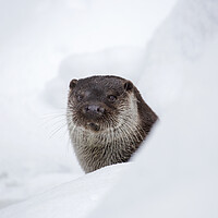 Buy canvas prints of River Otter in the Snow in Winter by Arterra 