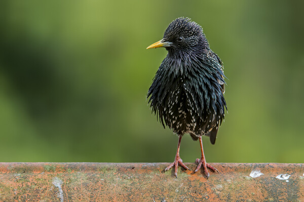 Starling on Roof Picture Board by Arterra 