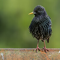 Buy canvas prints of Starling on Roof by Arterra 